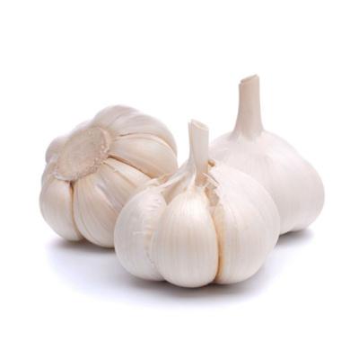 China Wholesale Fresh Natural White Garlic Keeper China Garlic Bulbs Bastket for sale