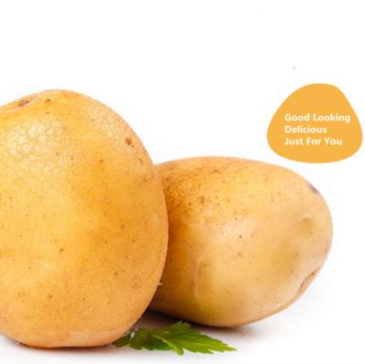 China 2021 Export China Potato Suppliers High Quality Fresh Healthy Nutritious Thin Skin Storage Red Yellow Potatoes for sale