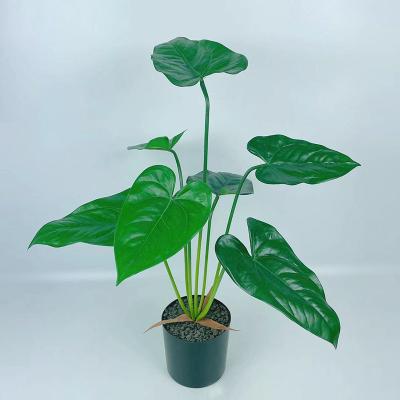 China Eco-Friendly Green Alocasia Plants Faux Potted Artificial Taro Leaves In Pot Plastic For Home Indoor Decorative for sale