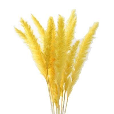 China Pampas Grass Dried Pampas Grass Dried Grass Brown Cream White Pink Decorative Reed Flower For Wedding for sale