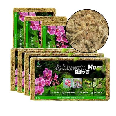 China Dried Sphagnum Stuffed Houses Moss Peat Moss Long Fiber Sphagnum Moss Viable Compress 100G 200G 5A 6A Wholesale Level for sale