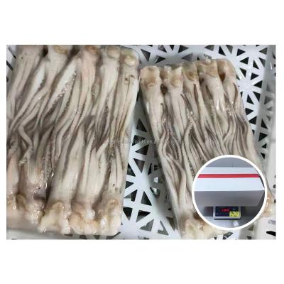 China EU Standard Nutrient Treated Squid Head Beak Off Eyes Off Neck On Iqf Frozen Squid Head for sale