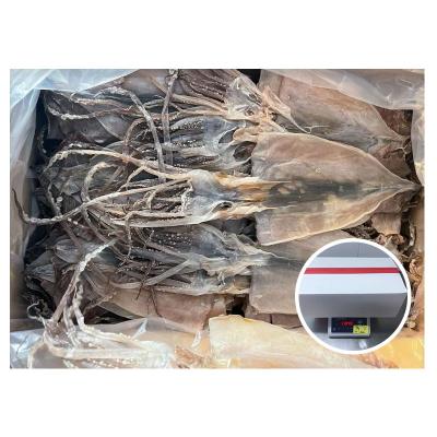 China Nutritious Top Selling In Carton Packing Dried Squid for sale