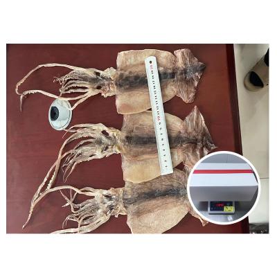 China Good Price Nutritious Cheap Dry Indian Squid for sale