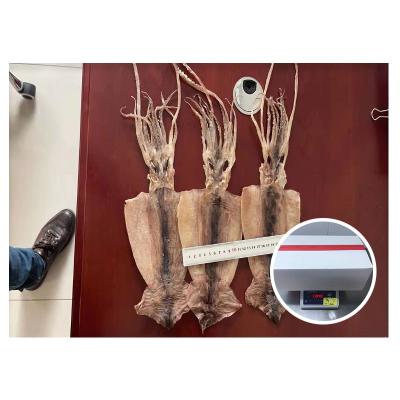 China Large Size Nutritious Hot Selling Dried Squids Tube Squids for sale