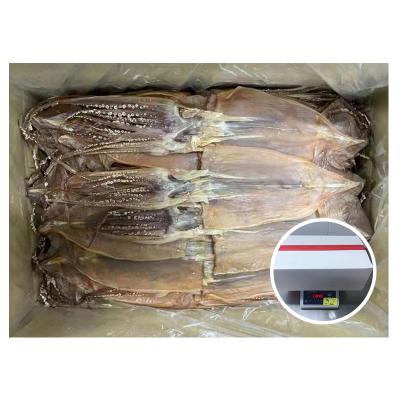 China Illex Nutritious Selling Squid Asia Market Best Dried Squid for sale