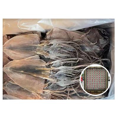 China High Quality Nutritious Delicious Dry Fresh Frozen Dried Squid Pacific Good Price Squid for sale