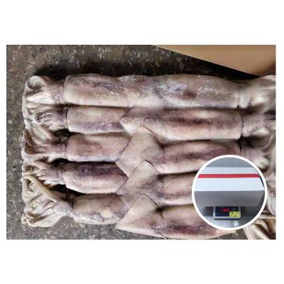 China Nutritious 3kg Per Block Illex Squid Jelly Size 300 - 400 g For Korea Market for sale