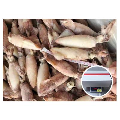 China Frozen Whole Round NATURE Loligo With Small Size for sale