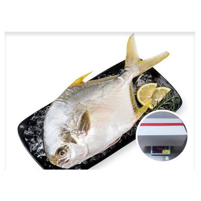 China NATURE wholesale price fish damselfish frozen raised golden fish for sale