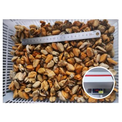 China Wholesale high quality frozen meat FROZEN mussel on sale for sale