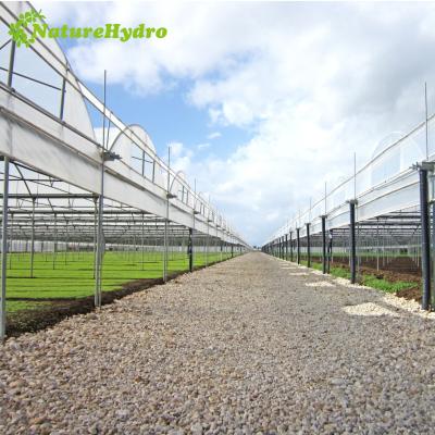 China Multi Film Span Plastic Film Tunnel Greenhouse With Hydroponics Grow System for sale