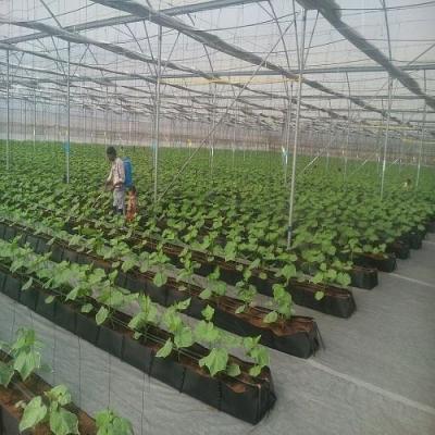 China Easy Assembly PP Planting Growing Plastic Gutter Trough System for sale