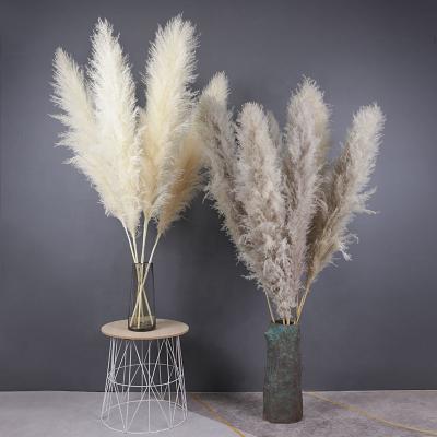 China Pampas Grass White Dry Flowers Natural Dry Grass Real Pampas ALH4 Wedding Decoration Dried Pampas Grass White Flowers Natural Dry Grass Real Pampas for sale