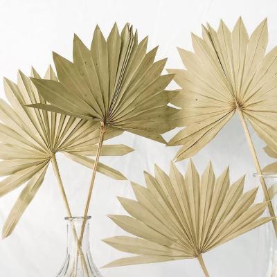 China Dried Palm Spears Preserved Palm Leaves Fan Leaf YOPIN 018 Decoration Dried Palm Wedding Spears Preserved Palm Leaves Fan Leaf for sale