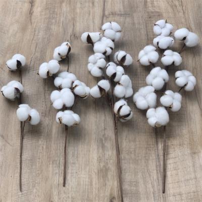 China Dried Flowers Cotton Flower Dried Home Decoration Wedding Preserved Cotton Stem YOPIN 022 Dried Flowers Cotton Flower Dried Preserved Cotton Stem for sale