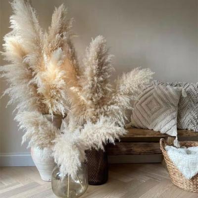 China YOPIN 040 Dried Flowers Pampas Grass Big Fluffy Natural Wedding Event Decoration Dried Flowers Pampas Grass Big Fluffy Natural Decor for sale