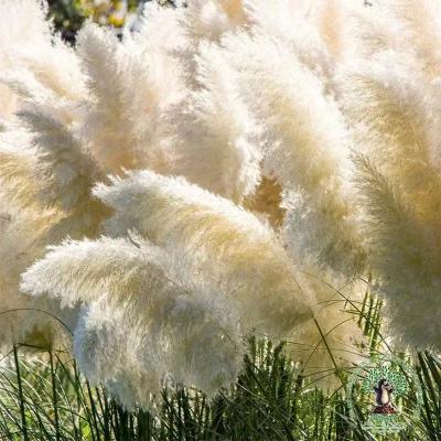 China YOPIN 086 pampas grass pampas grass dry pampas flowers fluffy wedding decoration feather wedding/home backdrop for sale