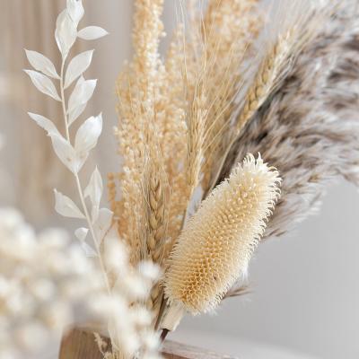 China Bridal Preserved Dry Flower Bouquet Dipsacus YOPIN 092 sativus flowers Wedding Bridal Preserved Dry Flower Bouquet Dipsacus sativus for sale