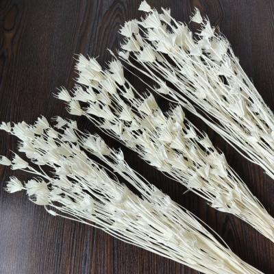 China Bridal Dry Star Bridal Anise Flower Octagon Flower Wedding Bouquet Dry Star Anise Flower Octagon Flower YOPIN 100 Flower Dry Star Bouquet for sale