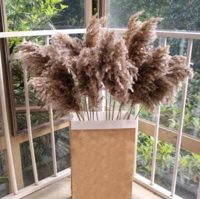 China Gray Black Pampas Grass Arrangement Small Pampas Grass by YOPIN 104 Decor Flowers Dried Gray Black Pampas Grass Arrangement Small Pampas Grass for sale