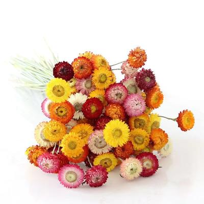 China Hot Selling Wholesale Natural Home Decorative Dry Pineapple Chrysanthemum Wedding Flower Bouquet Arrangement Pineapple Chrysanthemum for sale