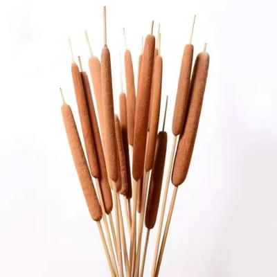 China Cattail INS Hot Selling Dried Flower Dried Spike The Cattail Spike For Home Decor Christmas Decoration Wholesale High Quality for sale