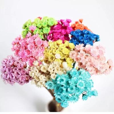 China Dried Flowers Wholesale 2023 Hot Selling Wedding Decorations Home Brazilian Star Flower Dried Flower for sale