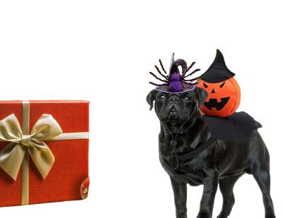 China Sustainable Halloween Costume Dog Birthday Apparel Fashion Pumpkin Rider Halloween Costume for sale