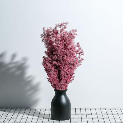 China Minimalist ins home decoration accessories flowers fluffy multi-colors layout flowers preserved driedPenglai pine for sale