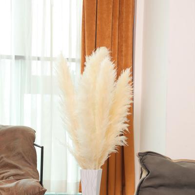 China Art Decor Eastern Rock 5 Pieces Per Box Home Decor Perfect Wedding Dried Flower Natural Dried Pampas Grass for sale