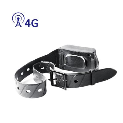 China Real-Time Tracking|Route Playback 2020 Auto Ip68 4G Real-time Tracking Waterproof Dog Tracking Device Mini Accurate Pet Gps Tracker LK880 for sale