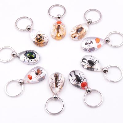 China Europe Wholesale Main Chain Insect In Resin Real Insect Necklace Pendant Insect Necklace for sale