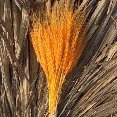 China Home Decorative Dried Pampas Grass Wedding Flower Arrangement Wholesale Amazon Flower Arrangement Home Decorative Dried Pampas Grass for sale