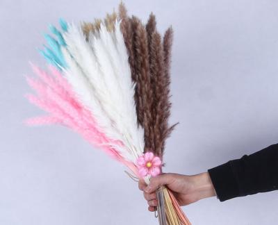 China Indoor and Outdoor Decorative Bouquet Small Natural Dry Pampas Reed Grass Phragmites Wedding Hot Selling Dry Flower for sale