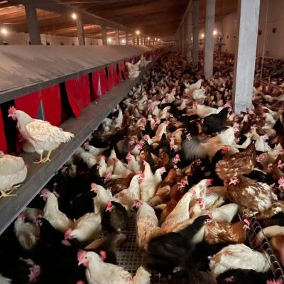 China Automatic Chicken Farm Egg Laying Laying Nest For Layer Chicken House Farm Machinery Equipment for sale