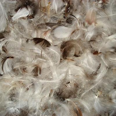 China High quality duck quilting down feather pillow eiderdown cushion 2-4cm white washed filling duck down feather china for sale