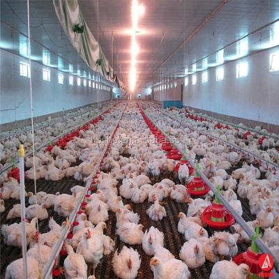 China Durable Chicken House Light Steel Structure Frame Construction Prefab Large Industrial Sheds For Chicken Broiler for sale