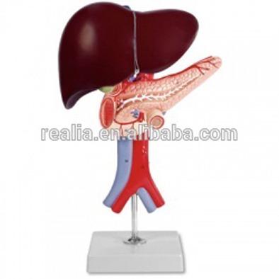 China Liver Anatomical Model Pancreas and Duodenum Model HM-BD-137 Liver Model for sale