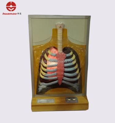 China Human Breathing Apparatus Model HM-BD-142 Human Breathing Apparatus Model Electric Human Breathing Movement Model HM-BD-142 for sale