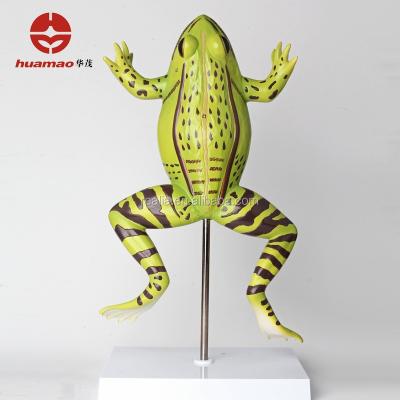 China Plastic Frog Anatomy Model HM-BD-147 Frog Anatomy Model HM-BD-147 Frog Anatomy Model for sale