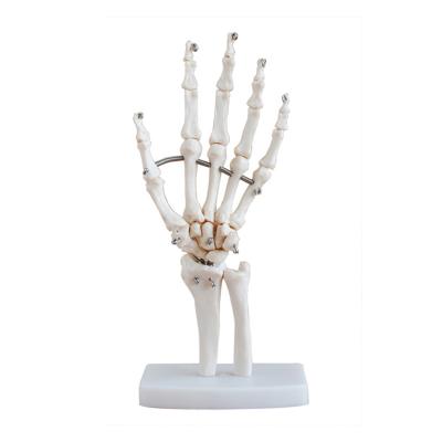 China Teaching Model Real PVC High Quality Life Size Material Hand Common Model For Demonstration Hand Skeleton Model for sale