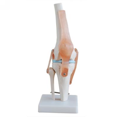 China Knee joint teaching model of Popular joint model of Human skeletal model life size human knee joint model for sale