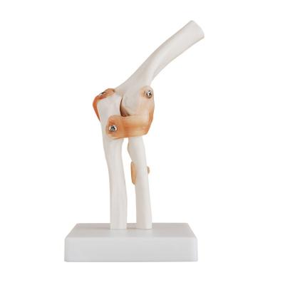 China Real Teaching Model Life Size Elbow Joint Model High Quality PVC Elbow Skeletal Model For Education for sale