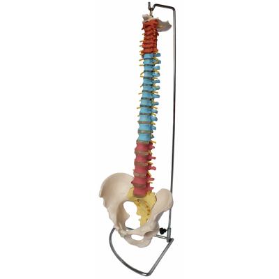 China Teaching Model Real Life Size Colorful Spine Model With Spine Didactic Model High Quality Pelvic Color Spine With Pelvis for sale