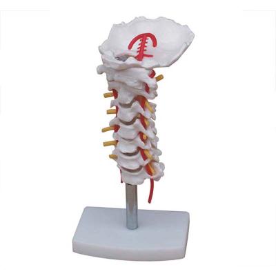 China High Quality Real Life Size Cervical Spine Teaching Model With Neck Artery For Spine Medical Teaching Medical Model for sale