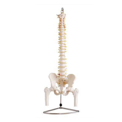 China Real life size spine teaching model with half pelvis and femur spine with pelvis and femur heads for sale