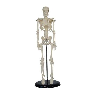 China High Quality 45cm Teacher Models The Human Skeleton Model For Demonstration 45cm Human Skeleton Model On The Desk for sale