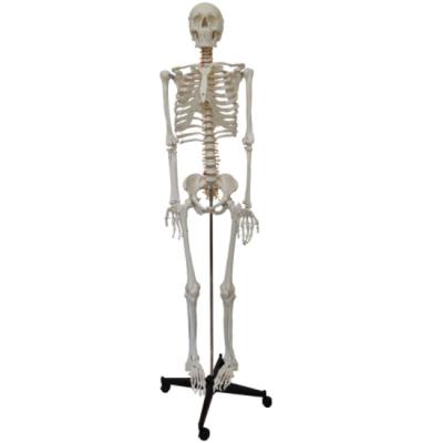 China Durable Life Size Human Skeleton Model, 170CM Skeleton Model for Medical Teaching, High Quality Human Bone Model for sale