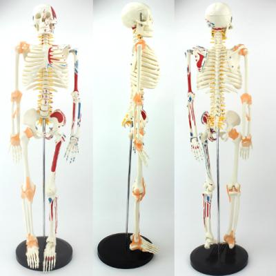 China Goods 85cm human skeletal model, skeletal model for medical teaching, high quality colorful skeletal model for sale